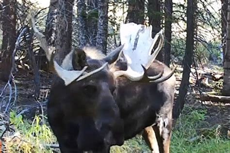 Kansas man pleads guilty to poaching moose in Colorado